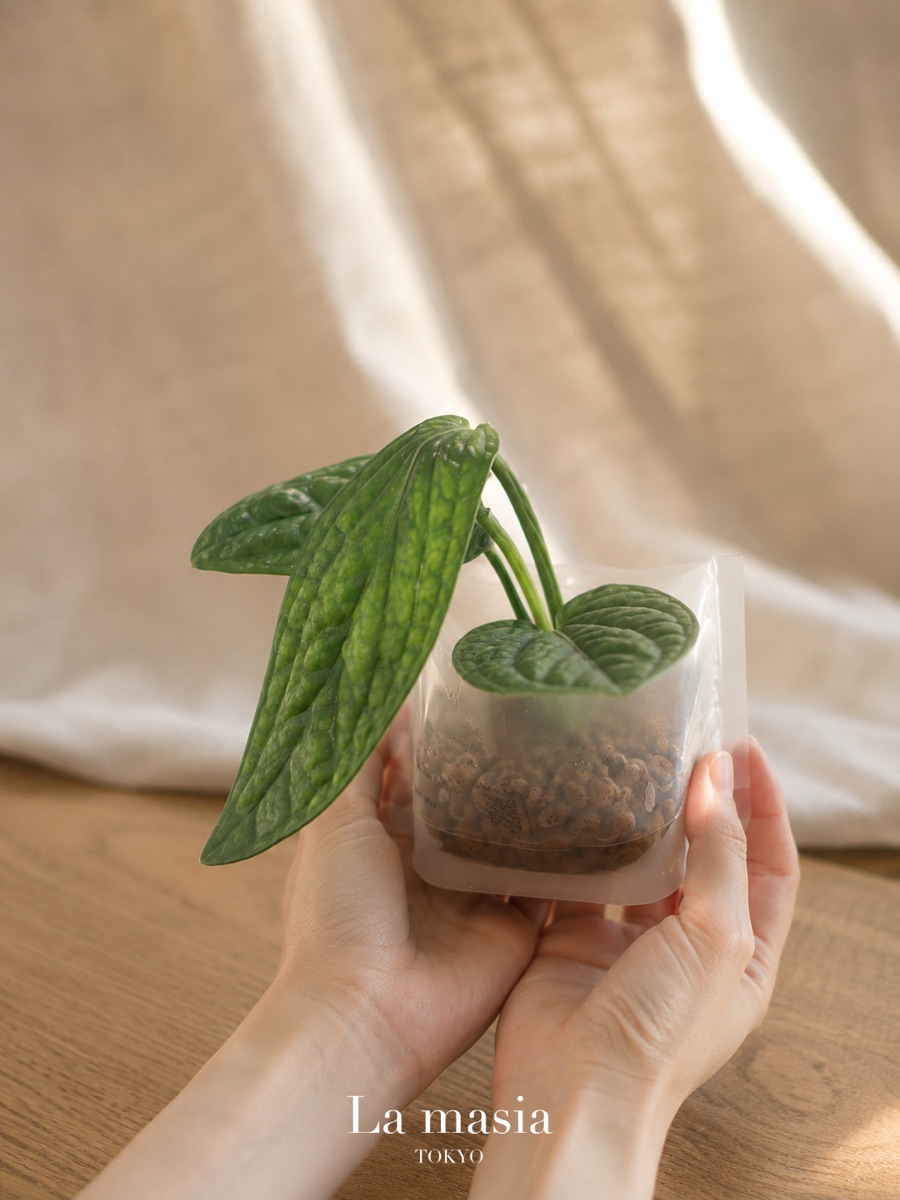 両手で受け取る植物
