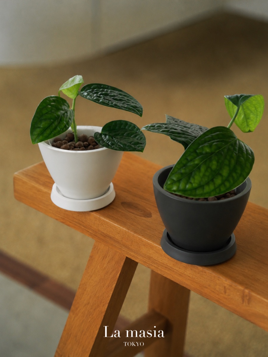 木製のデスクに並んだ、水耕仕立ての小さな観葉植物ふたつ