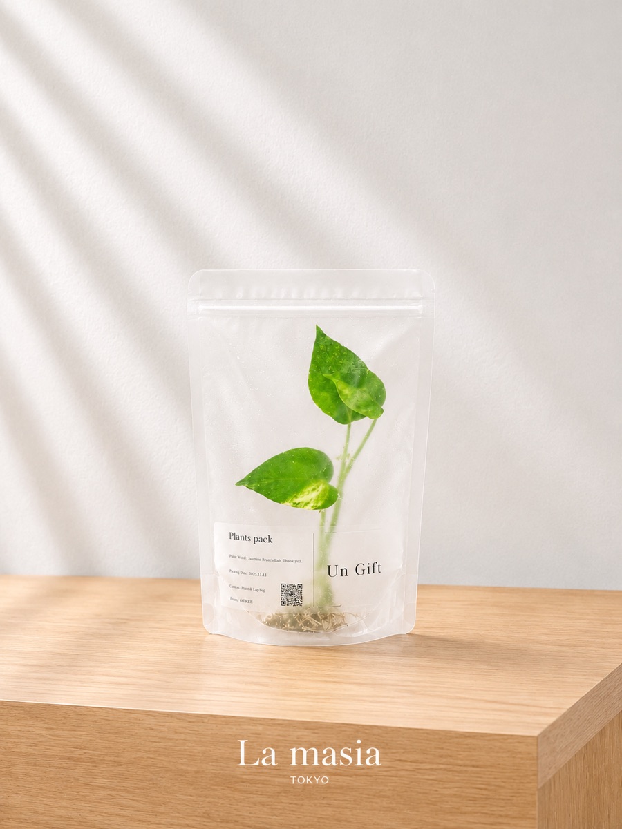 透明な容器の中で白い根が水に浸かる観葉植物、虫の心配が少ない水耕栽培の仕立て